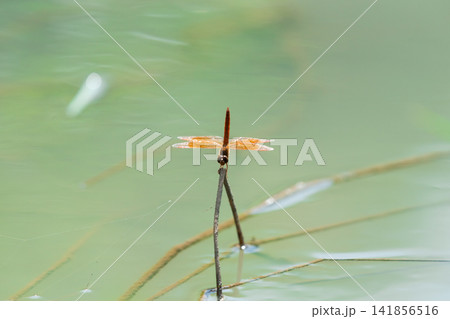 Orange dragonfly perched slender stem above calm green pond water delicate wings glowing sunlight soft natural background Orange dragonfly perched slender stem above calm green pond water delicate wings glowing sunlight soft natural background 141856516