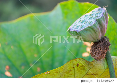 Mature green lotus seed pod dried flower remains broad leaves natural pond setting showing the botanical life cycle after blooming Mature green lotus seed pod dried flower remains broad leaves natural pond setting showing the botanical life cycle after blooming 141856527