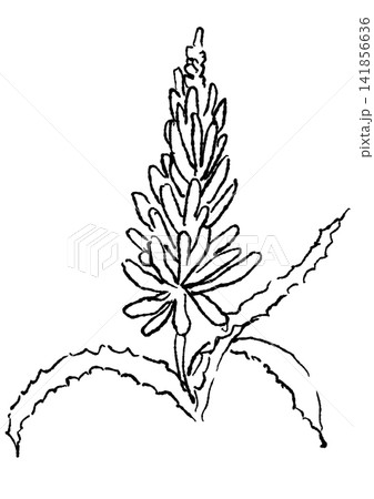 咲き誇るアロエの花の手描きの線画イラスト 咲き誇るアロエの花の手描きの線画イラスト 141856636