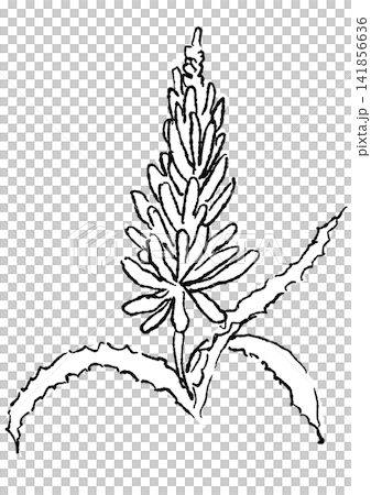 咲き誇るアロエの花の手描きの線画イラスト 咲き誇るアロエの花の手描きの線画イラスト 141856636