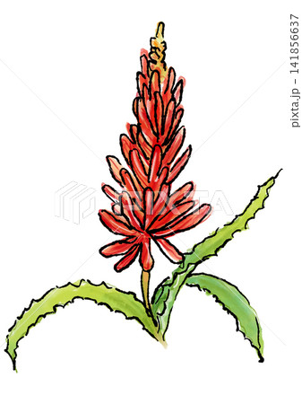 咲き誇るアロエの花の手描きの線画と水彩イラスト 咲き誇るアロエの花の手描きの線画と水彩イラスト 141856637