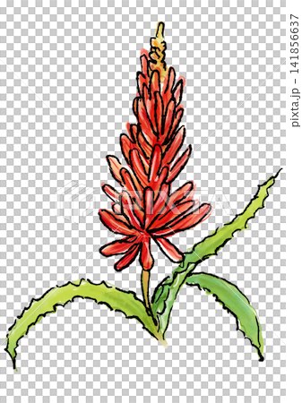 咲き誇るアロエの花の手描きの線画と水彩イラスト 咲き誇るアロエの花の手描きの線画と水彩イラスト 141856637