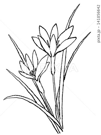 咲き誇るタマスダレの花の手描きの線画イラスト 咲き誇るタマスダレの花の手描きの線画イラスト 141856642
