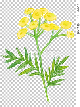 一幅手繪水彩插圖,描繪了盛開的艾菊。 一幅手繪水彩插圖,描繪了盛開的艾菊。 141856644
