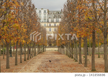 Symmetrical autumn tree alley in Tuileries Garden with historic Parisian building background 141856696