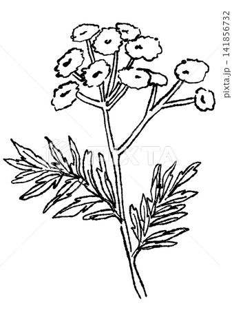 咲き誇るタンジーの花の手描きの線画イラスト 咲き誇るタンジーの花の手描きの線画イラスト 141856732