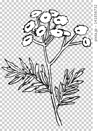 咲き誇るタンジーの花の手描きの線画イラスト 咲き誇るタンジーの花の手描きの線画イラスト 141856732