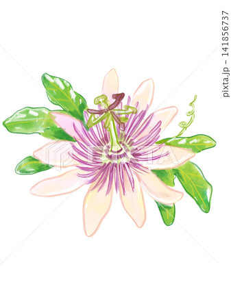 咲き誇るパッションフラワーの花の手描きの水彩イラスト 141856737