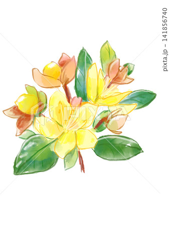 咲き誇るヒぺリカムの花の手描きの水彩イラスト 咲き誇るヒぺリカムの花の手描きの水彩イラスト 141856740