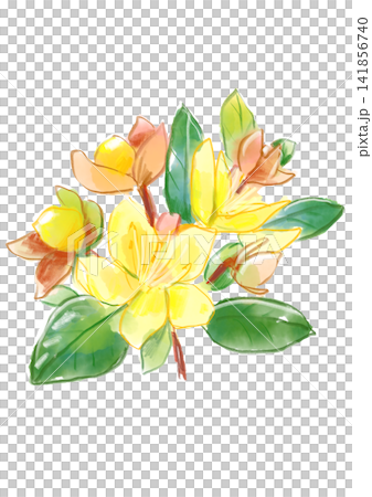咲き誇るヒぺリカムの花の手描きの水彩イラスト 咲き誇るヒぺリカムの花の手描きの水彩イラスト 141856740