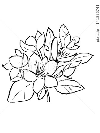 咲き誇るヒぺリカムの花の手描きの線画イラスト 141856741