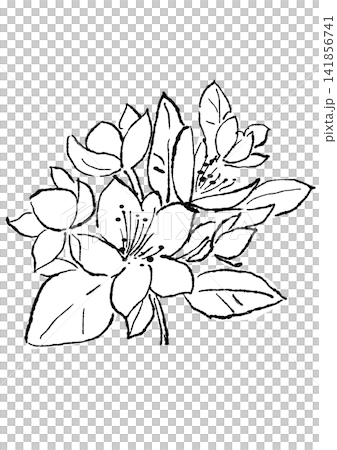 咲き誇るヒぺリカムの花の手描きの線画イラスト 141856741