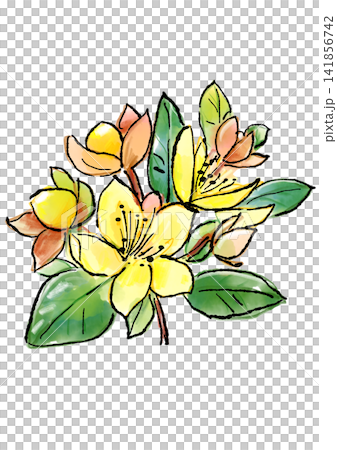 Hand-drawn line art and watercolor illustration of blooming hypericum flowers Hand-drawn line art and watercolor illustration of blooming hypericum flowers 141856742