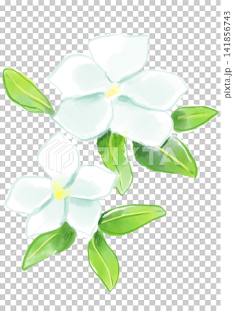 A hand-painted watercolor illustration of blooming white vinca flowers. A hand-painted watercolor illustration of blooming white vinca flowers. 141856743