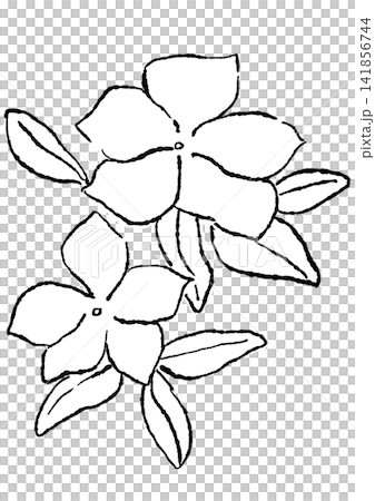 A hand-drawn line art illustration of blooming white vinca flowers. A hand-drawn line art illustration of blooming white vinca flowers. 141856744