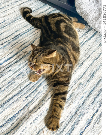 Funny Yawning Tabby Cat Stretching Paws on Rug at Home Funny Yawning Tabby Cat Stretching Paws on Rug at Home 141856773