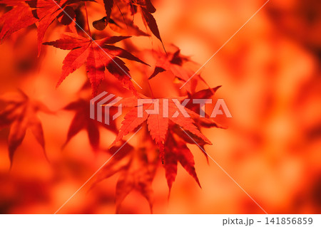 燃ゆる赤(モミジの紅葉) 燃ゆる赤(モミジの紅葉) 141856859