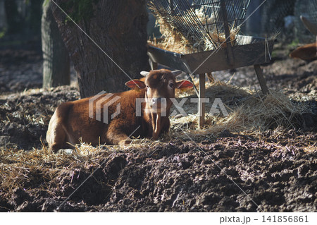 Brown calf resting near hay in farmyard during daylight Brown calf resting near hay in farmyard during daylight 141856861