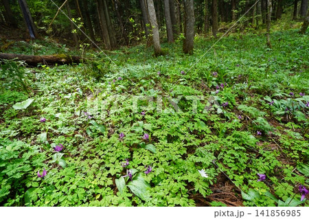 5月上旬の姫川源流(長野県白馬村) 5月上旬の姫川源流(長野県白馬村) 141856985