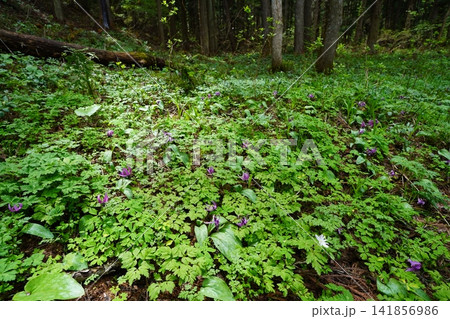 5月上旬の姫川源流(長野県白馬村) 5月上旬の姫川源流(長野県白馬村) 141856986