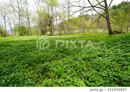 5月上旬の姫川源流(長野県白馬村) 5月上旬の姫川源流(長野県白馬村) 141856987
