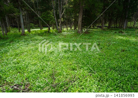 5月上旬の姫川源流(長野県白馬村) 5月上旬の姫川源流(長野県白馬村) 141856993