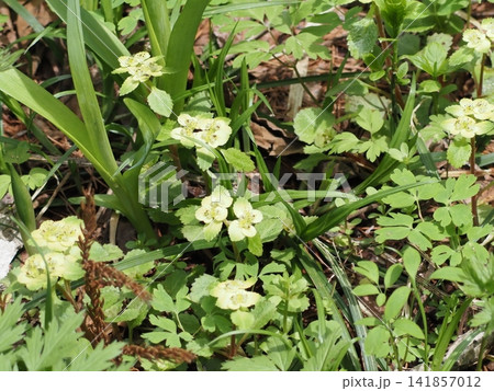 5月上旬の姫川源流(長野県白馬村) 5月上旬の姫川源流(長野県白馬村) 141857012