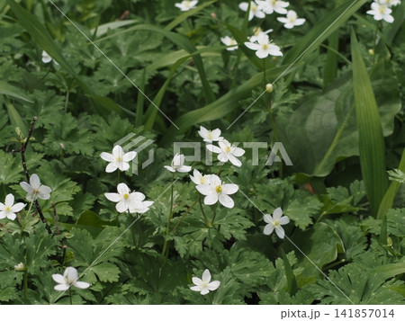 5月上旬の姫川源流(長野県白馬村) 5月上旬の姫川源流(長野県白馬村) 141857014