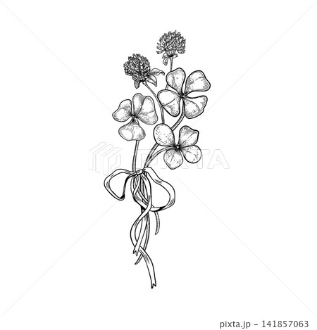 Clover leaves and flowers bouquet tied with ribbon black white vector drawing on white. Hand drawn outline illustration of four leaf clover bunch. Graphic sketch for St. Patrick Day design line art. Clover leaves and flowers bouquet tied with ribbon black white vector drawing on white. Hand drawn outline illustration of four leaf clover bunch. Graphic sketch for St. Patrick Day design line art. 141857063