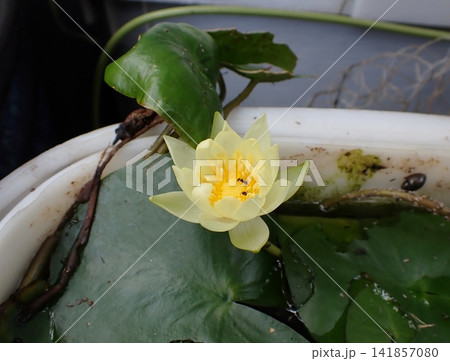 黄色のスイレンの花 蟻 黄色のスイレンの花 蟻 141857080