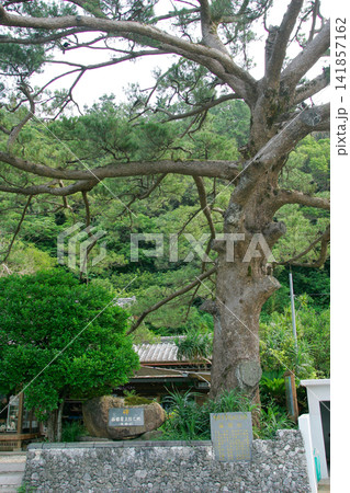 奄美大島 西郷松 奄美大島 西郷松 141857162