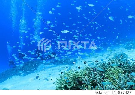 座間味島、青い海と魚たち　水中写真 141857422