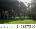 陽光差し込む松林と緑の芝生が広がる公園 141857510