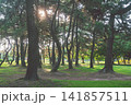 黄金色の光が差し込む松林の公園風景 141857511
