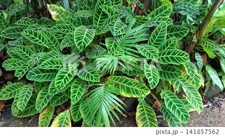 生い茂る植物 141857562