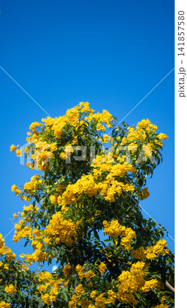Yellow Bells or Yellow elder is evergreen small tree can grow to a height of 2 to 5 meter,  Its yellow, trumpet-shaped flowers bloom 141857580