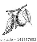 Growing avocado branch with fruit, leaves and flowers, hand drawn vector ink engraving. Monochrome line art element for premium organic food packaging, vegan recipe book, cosmetics and botanical art 141857652
