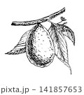 Growing avocado branch with fruit, leaves and flowers, hand drawn vector ink engraving. Monochrome line art element for premium organic food packaging, vegan recipe book, cosmetics and botanical art 141857653