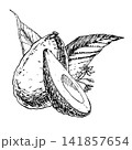 Avocado half, sliced piece, leaves, and flower hand drawn vector ink engraving. Monochrome line art element for premium organic skincare packaging, vegan clean organic food recipes, botanical prints. 141857654