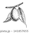 Growing avocado branch with fruit and leaves hand drawn vector ink engraving. Monochrome line art element for premium organic food packaging, vegan recipe book, skincare branding and botanical art 141857655