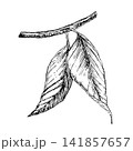 Tropical plant branch with two pointed leaves, hand drawn vector ink engraving, a monochrome botanical line art element for premium organic food packaging and natural eco branding and botanical print. 141857657