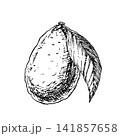 Avocado with a long leaf, hand drawn vector ink engraving style. Monochrome line work graphic element suitable for vegan food packaging, premium avocado cosmetics branding, botanical print art pieces. 141857658