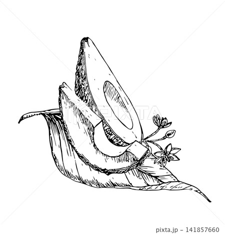Half ripe avocado with slice and a long leaf with flowers hand drawn vector ink engraving style. Monochrome line artwork element for vegan food packaging, premium skincare branding and botanical art 141857660