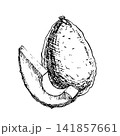Whole avocado with a slice cut out hand drawn vector ink engraving style. Monochrome line art graphic design element perfect for premium organic food packaging, vegan recipe book, and botanical art. 141857661
