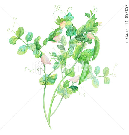 Bouquet of the peas. Watercolor illustration. Handmade art work. For packaging design, cards, cover, prints, product labels and fabric. 141857857