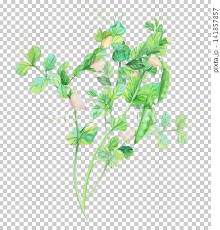 Bouquet of the peas. Watercolor illustration. Handmade art work. For packaging design, cards, cover, prints, product labels and fabric. 141857857