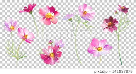 秋の花:コスモスの水彩イラスト。切花、装飾。 秋の花:コスモスの水彩イラスト。切花、装飾。 141857879
