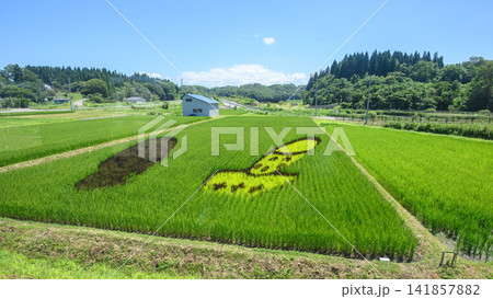秋田内陸線 田んぼアート車窓風景 秋田県 秋田内陸線 田んぼアート車窓風景 秋田県 141857882