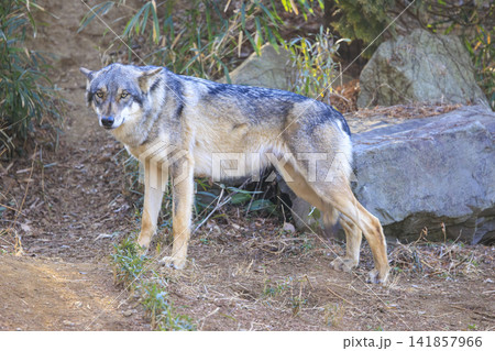 多摩動物公園,タイリクオオカミ(ハイイロオオカミ) 多摩動物公園,タイリクオオカミ(ハイイロオオカミ) 141857966