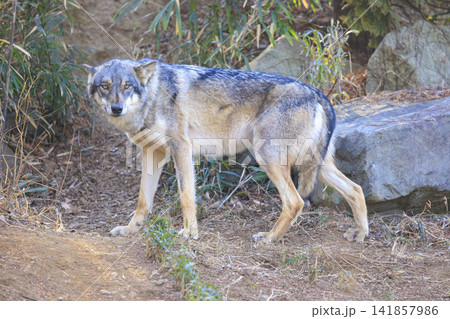 多摩動物公園,タイリクオオカミ(ハイイロオオカミ) 多摩動物公園,タイリクオオカミ(ハイイロオオカミ) 141857986